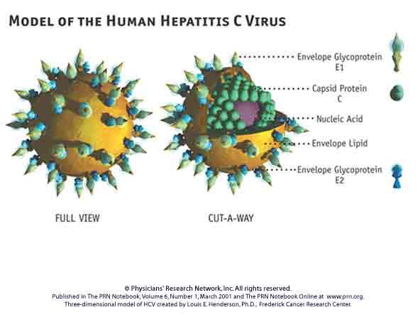 Modelul Virusului Uman Hepatita C 