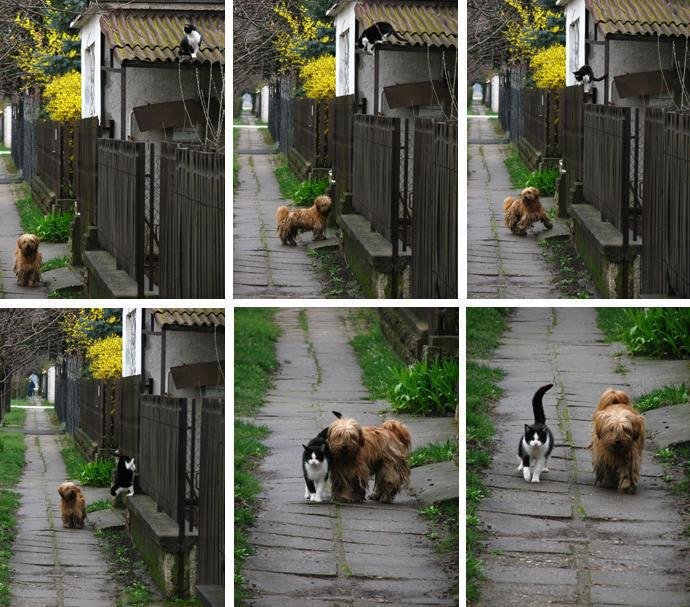 un câine și o pisică la o plimbare împreună